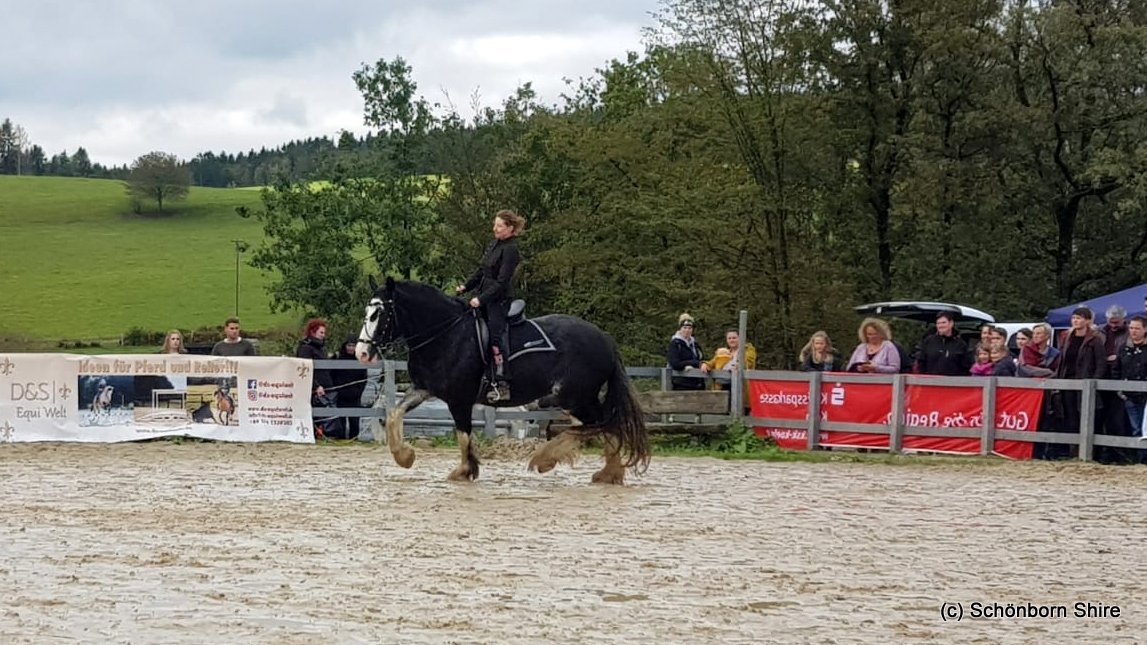 Dressur Kür mit Dörte